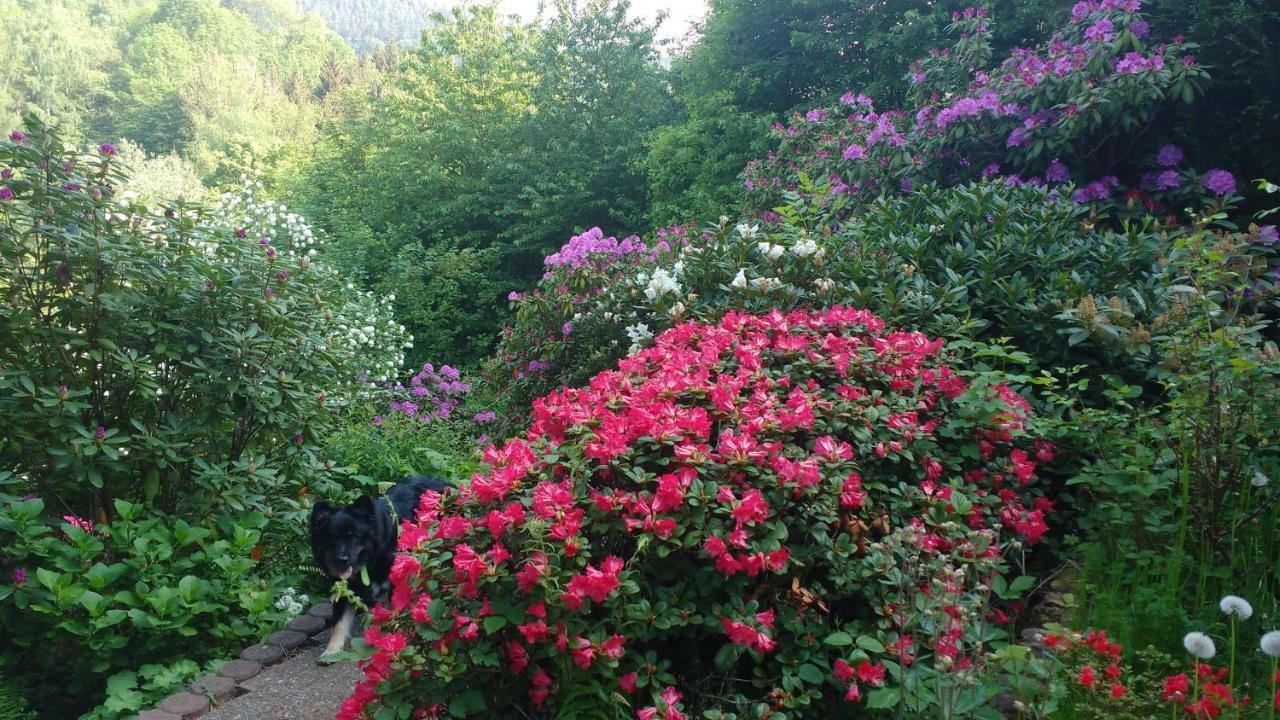 Ferienwohnung Rhododendron - Natur Pur Am Highwalk 富尔达河畔罗滕堡 外观 照片
