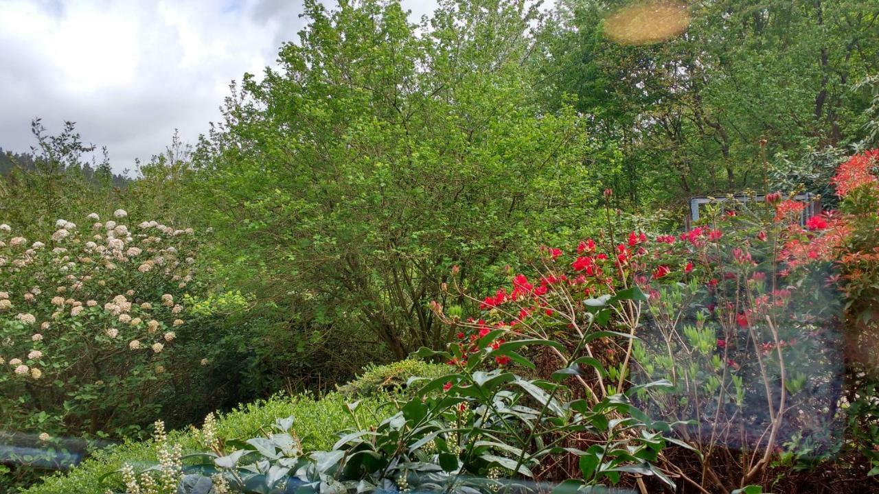 Ferienwohnung Rhododendron - Natur Pur Am Highwalk 富尔达河畔罗滕堡 外观 照片